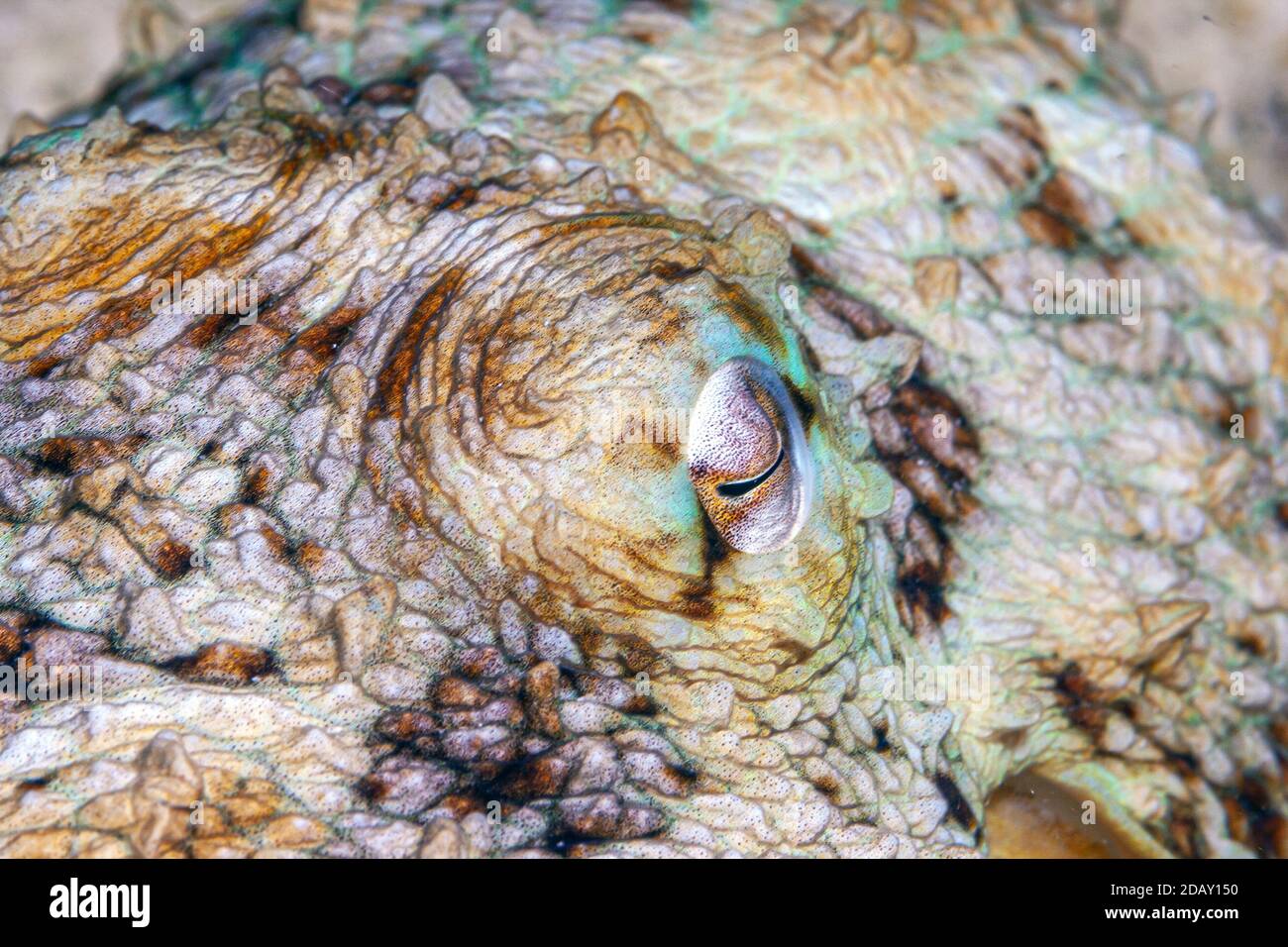 Œil de poulpe au large de la côte de Bonaire Banque D'Images
