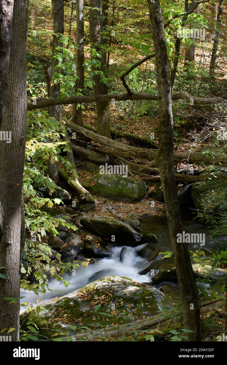 Ruisseau à Tremont, parc national des Great Smoky Mountains, Tennessee Banque D'Images