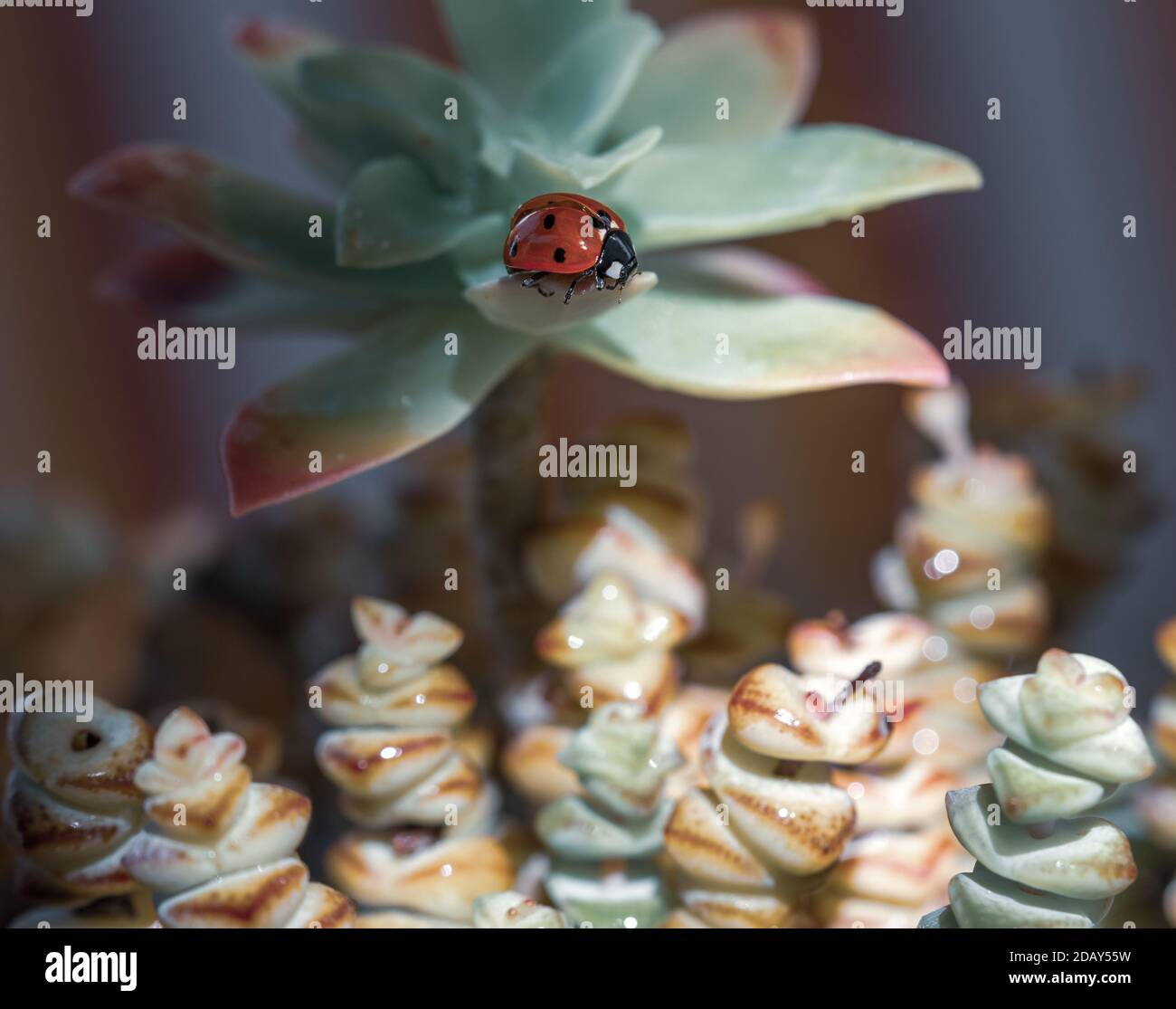 Coccinelle rouge illuminée par la lumière du matin sur la feuille d'une plante succulente avec des gouttelettes de rosée Banque D'Images