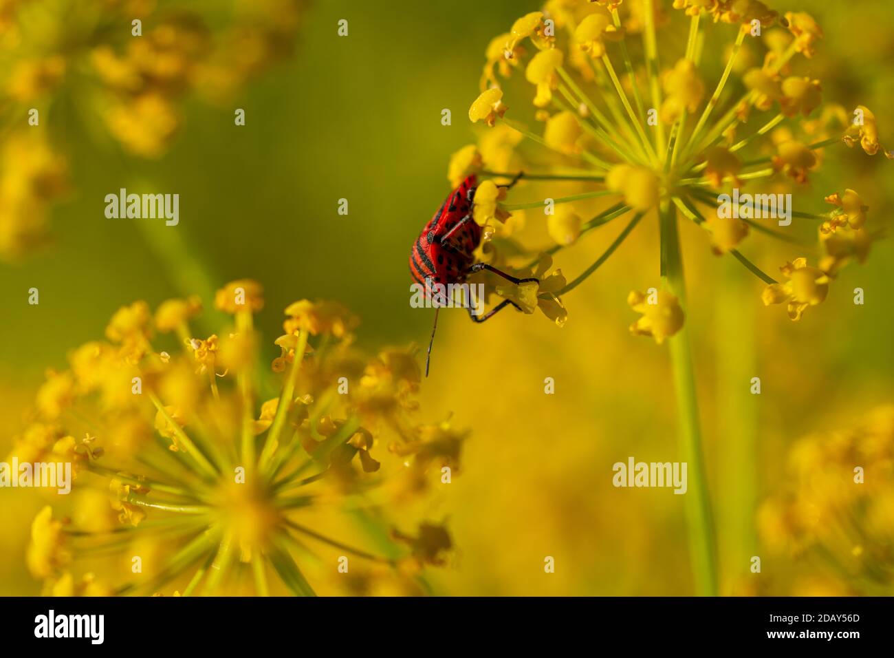 Punaise rouge rayée parmi les fleurs de fenouil jaune au lever du soleil Banque D'Images