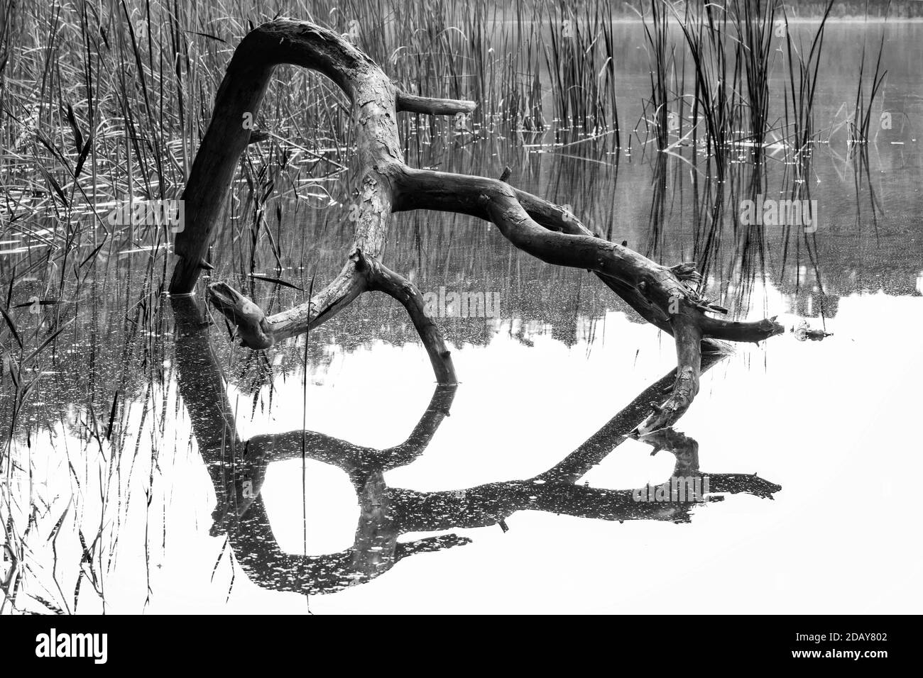 Une branche tombée dans un lac, couleurs de l'automne, des formes fantastiques. Réserve naturelle de la Pologne, région des lacs Mazurie. Banque D'Images