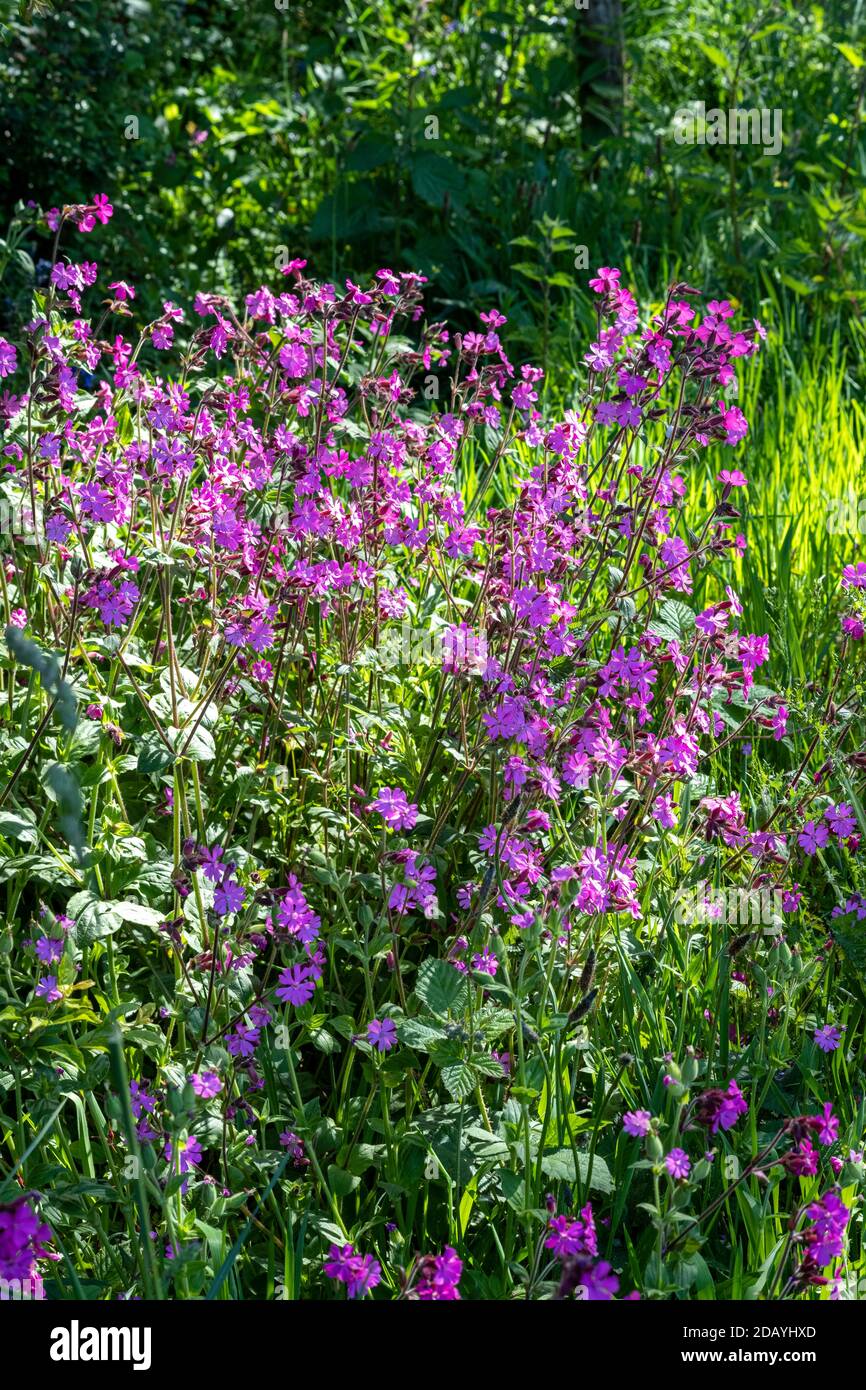 Red Campion, Silene dioica Banque D'Images