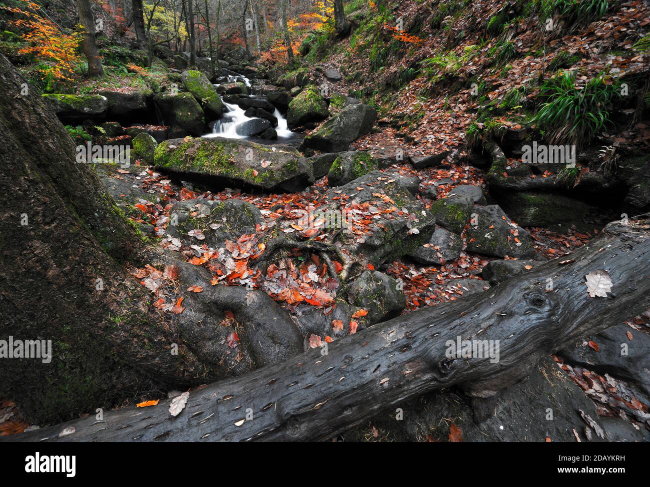 Le Wish Tree à Padley gorge, dans le Peak District. Les gens ont martelé des pièces de monnaie dans le grain du bois pour un bon souhait de chance. Banque D'Images