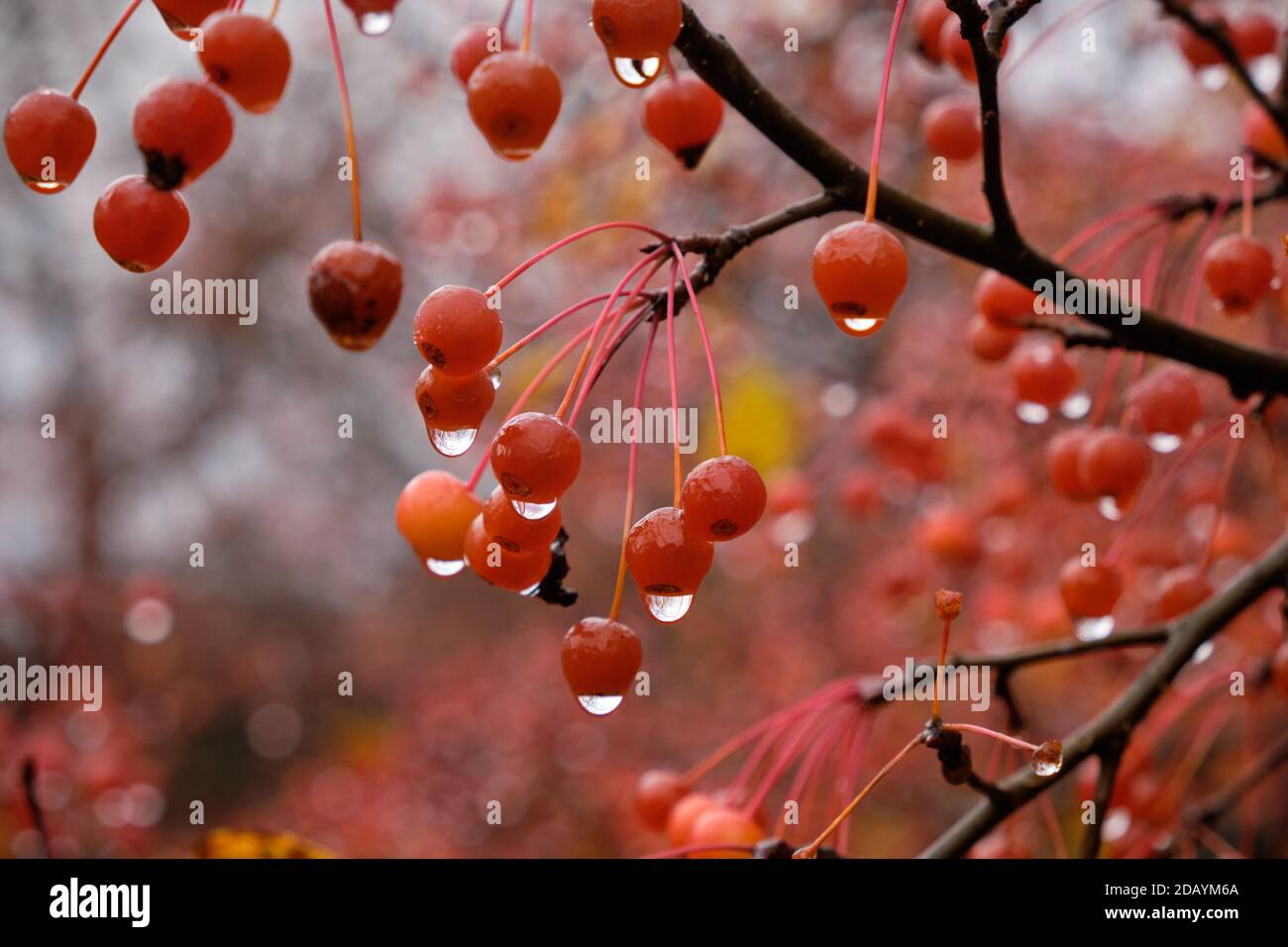 Fruit sur la branche d'un arbre de Crabapple de Snowdrift avec pluie gouttes de fruits rouges Banque D'Images