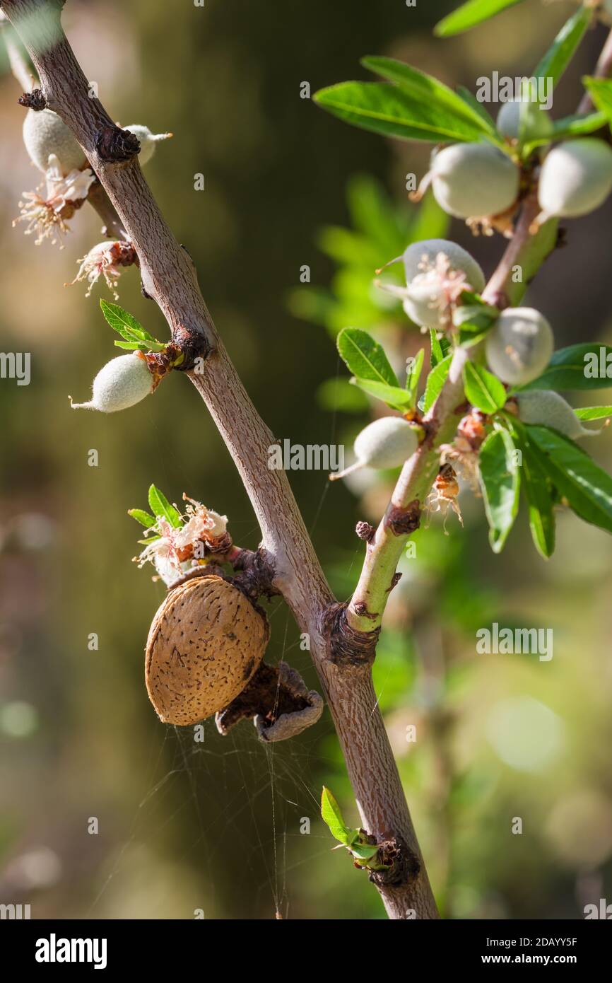 Branche d'amande avec vieille noix mûre et fleur fraîche gros plan Banque D'Images
