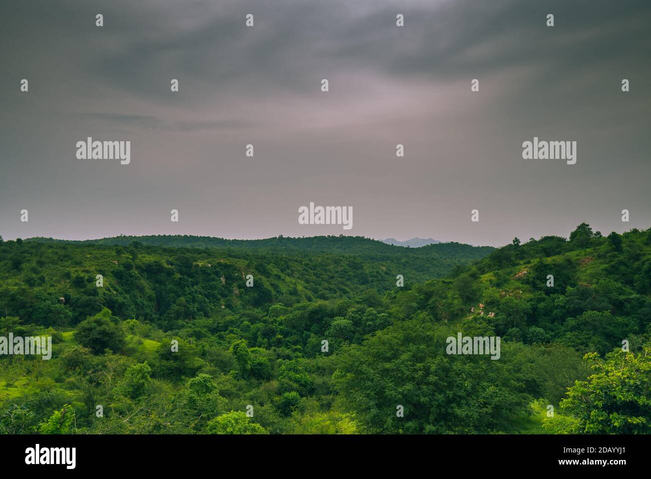 vue magnifique sur le paysage de la forêt depuis la vue de dessus Banque D'Images