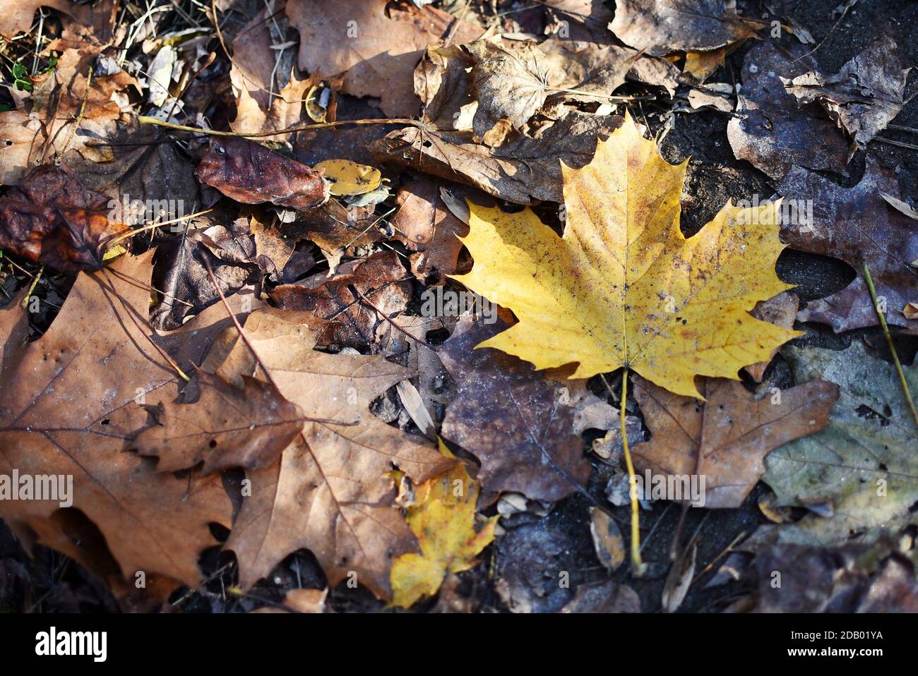 Une feuille jaune sur un sentier de randonnée à Valley Forge, PA pendant les mois d'automne. Banque D'Images