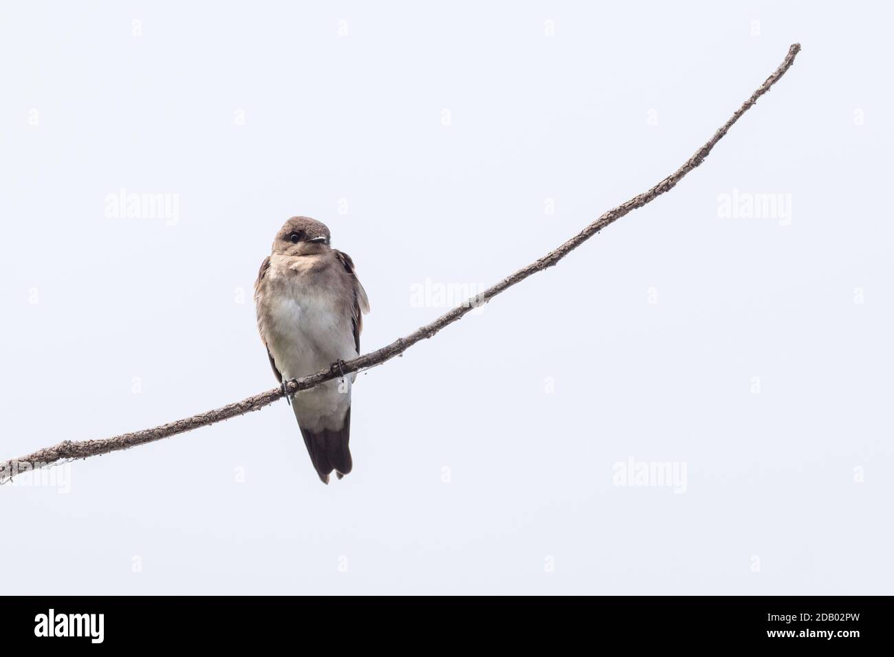 Hirondelle à ailes rugueuses (Stelgidopteryx serripennis) perchée sur une branche Banque D'Images