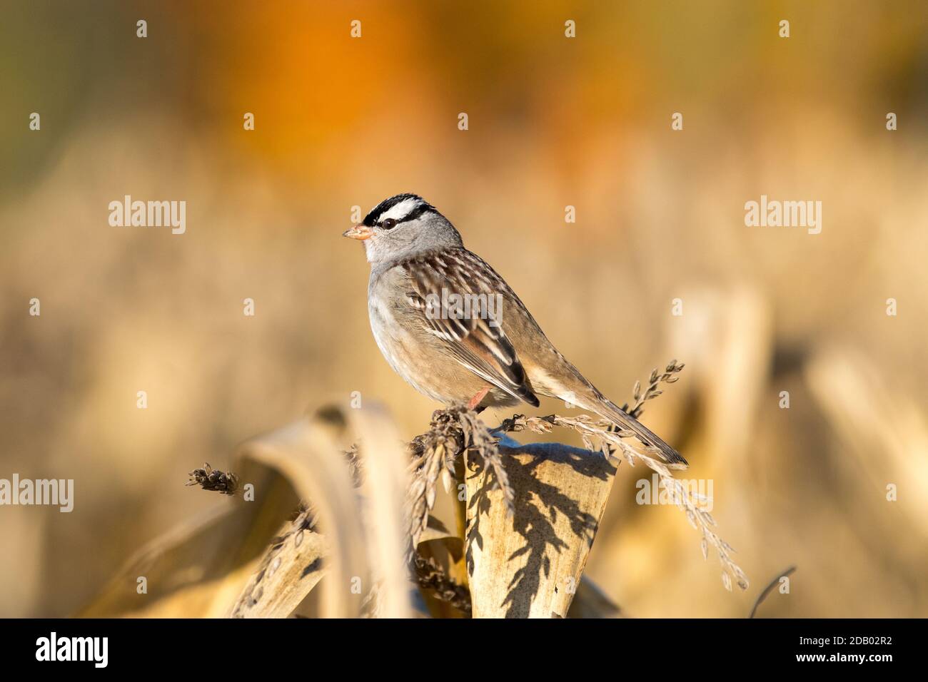 Bruant à couronne blanche (Zonotrichia leucophrys) perchée sur le maïs pendant la migration d'automne Banque D'Images