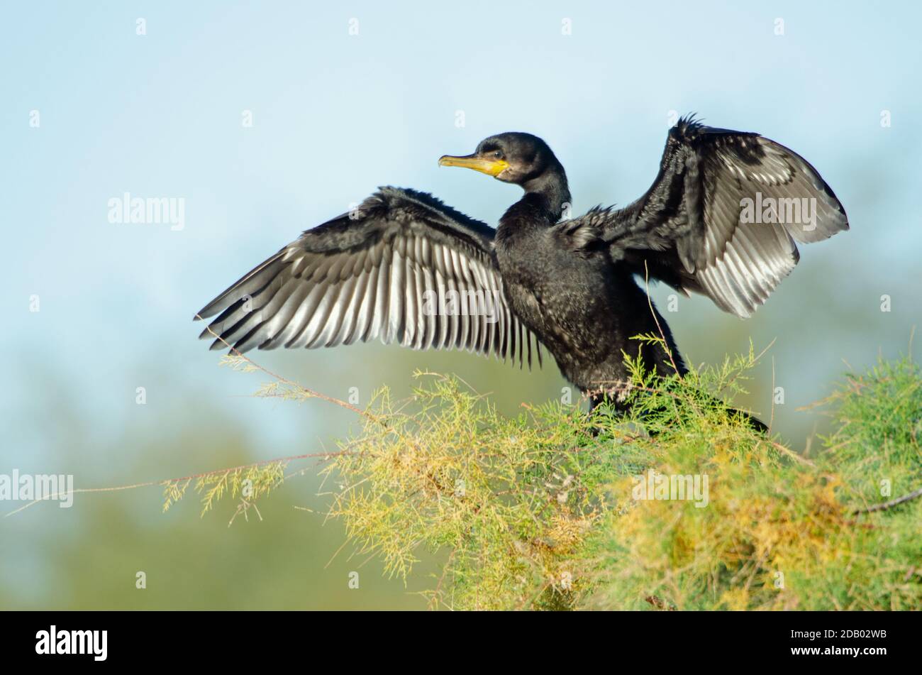 Cormoran à aigrettes (Phalacrocorax auritus) Banque D'Images