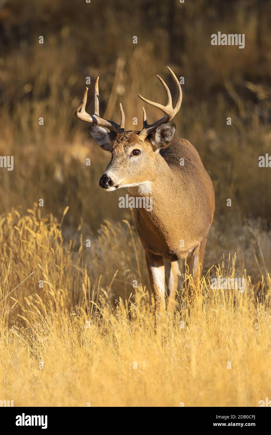 Cerf de Virginie Oudocoileus virginianus buck dans la prairie d'automne Banque D'Images