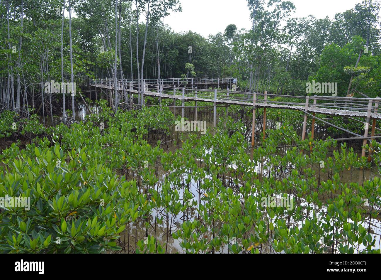 Promenade à bord/passerelle en bois surélevée à travers la forêt de mangroves sur l'île Bantayan à Cebu, Philippines. Promenade de Camp Sawi Banque D'Images