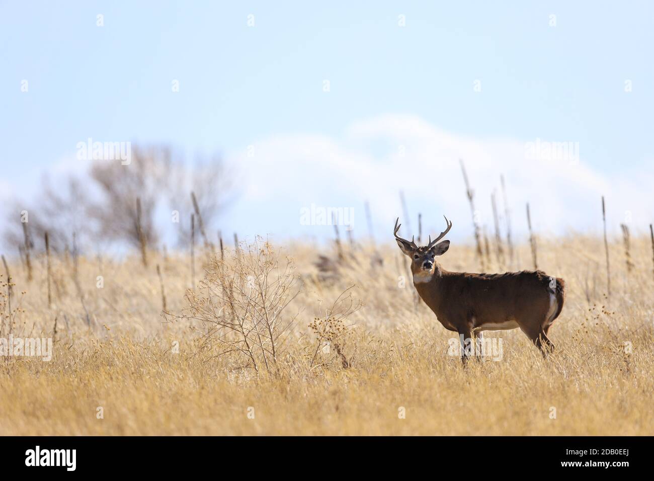 Cerf de Virginie Oudocoileus virginianus buck dans la prairie d'automne Banque D'Images