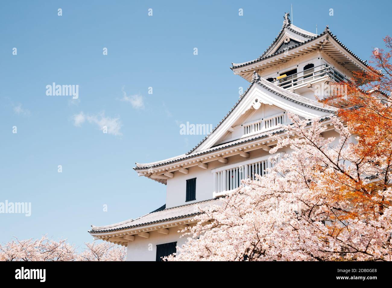 Château de Nagahama avec fleurs de cerisier de Shiga, Japon Banque D'Images
