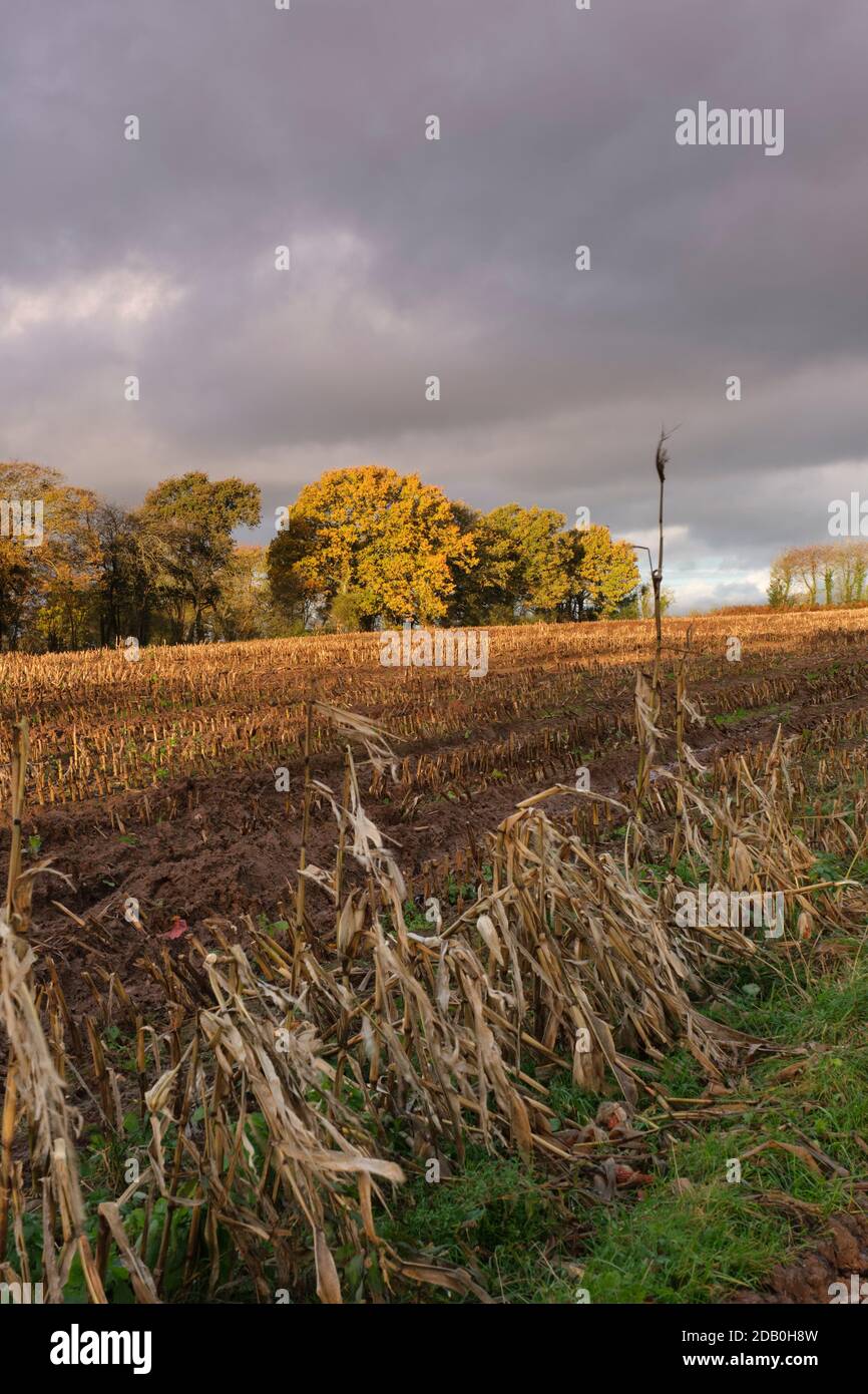 Soleil d'automne sur un champ de maïs récolté lors d'une journée de tempête. Banque D'Images