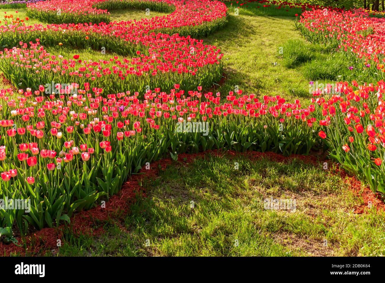 Sélection des bulbes de tulipes les roses de fleur sont rouges, violettes  de différentes couleurs Photo Stock - Alamy
