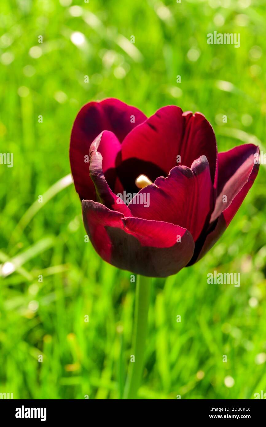 Queen of the Night Single Late Tulip. Printemps floral fond beauté de la nature. Banque D'Images