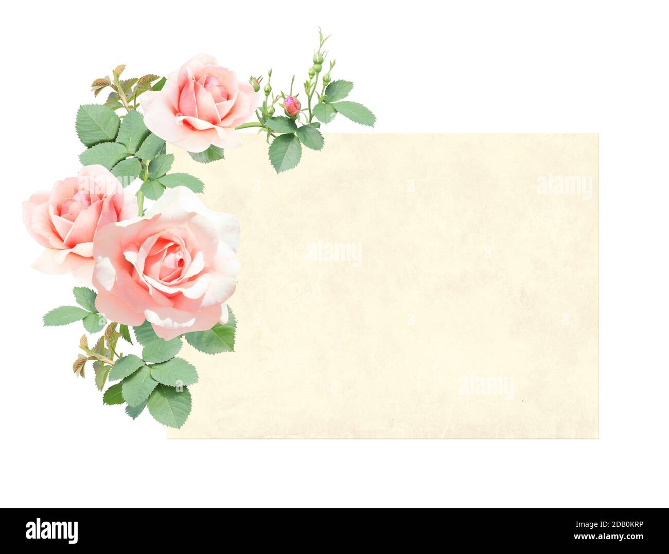 Carte rétro horizontale avec branche de rose grimpant et fleurs roses