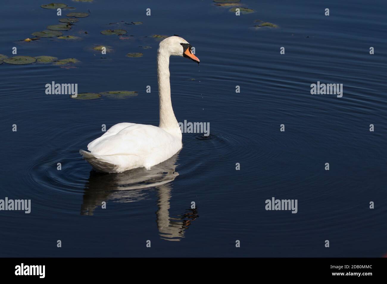 Mute Swan (Cygnus olor) sur un lac, long Island, New York Banque D'Images