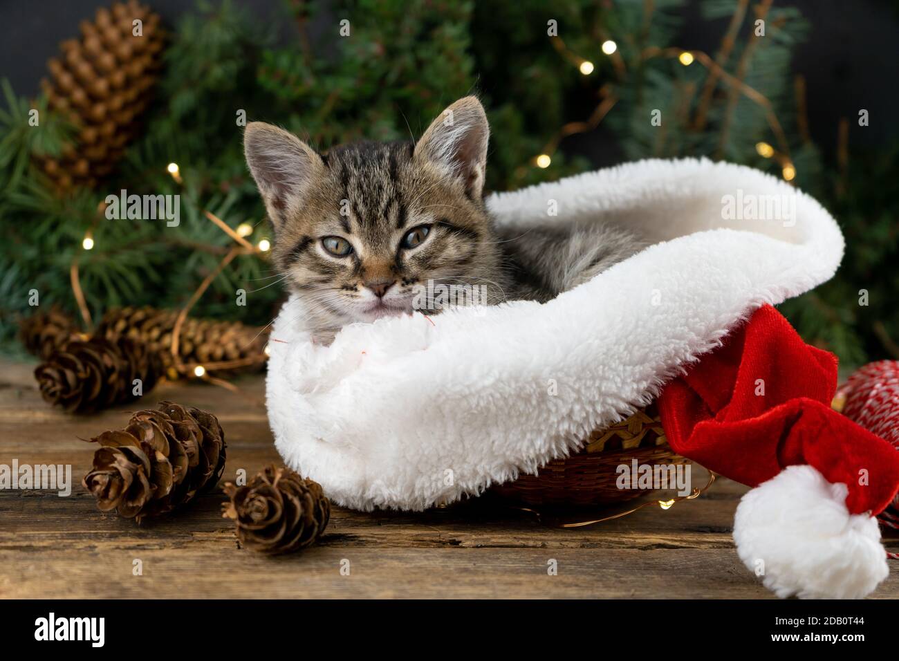 Le chaton est assis dans un chapeau rouge du père noël. Chat de Noël. Présente le concept. Adorable tabby animal, animal de compagnie, chat. Guirlande et lumières de Noël. Nouvel an Banque D'Images