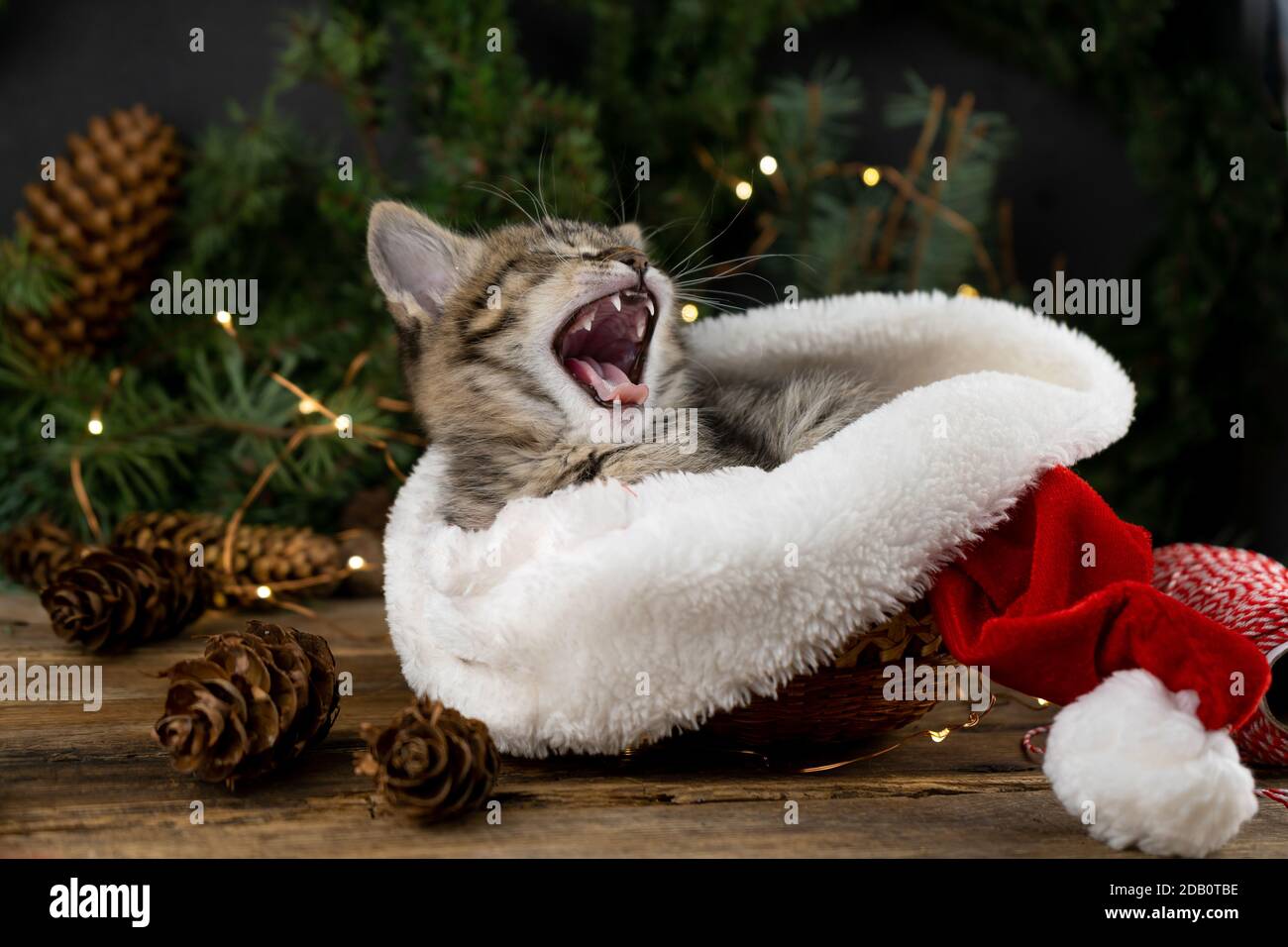 Le chaton bâilleux montre sa langue. Le portrait du nouvel an d'un chat. Fond de Noël, arbre, cône, guirlande lumineuse. L'animal est assis dans un Père noël rouge Banque D'Images
