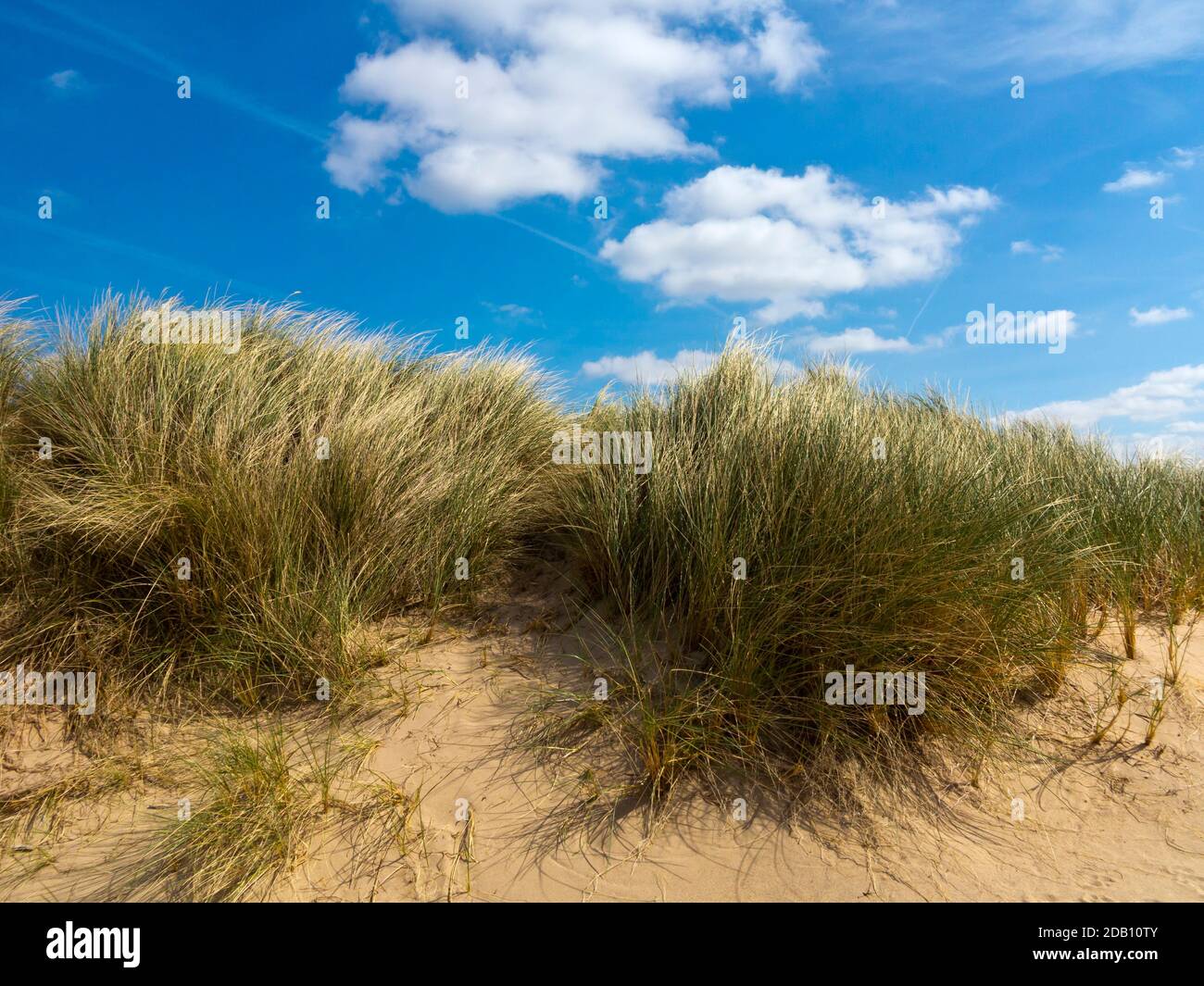 Dunes de sable sur la plage de Holkham Bay dans le nord de Norfolk Angleterre Royaume-Uni une réserve naturelle nationale qui abrite des espèces rares de flore et de faune. Banque D'Images