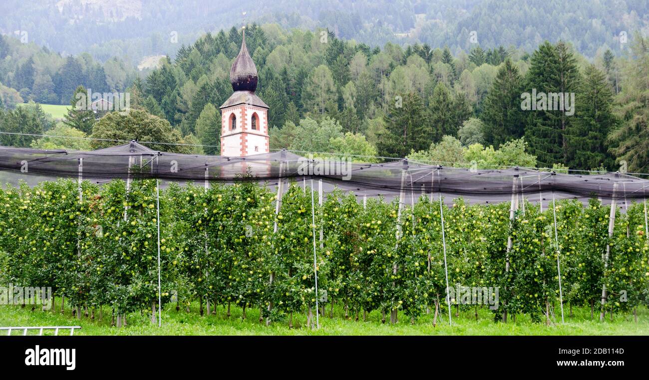 Plantation de pommes Golden Delicious avant une tour d'église à Tirol, Autriche Banque D'Images