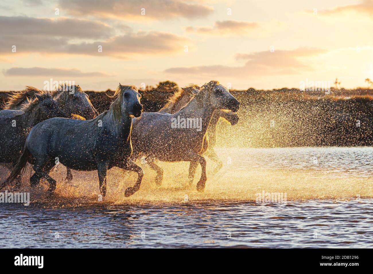 Chevaux blancs sauvages de Camargue courant sur l'eau au coucher du soleil. France Banque D'Images