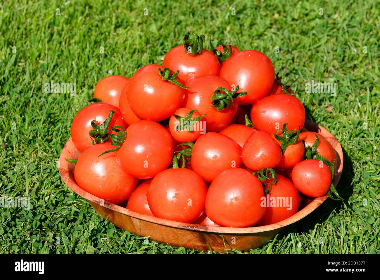 Un bol de variété de tomates Mountain Magic, Royaume-Uni Banque D'Images