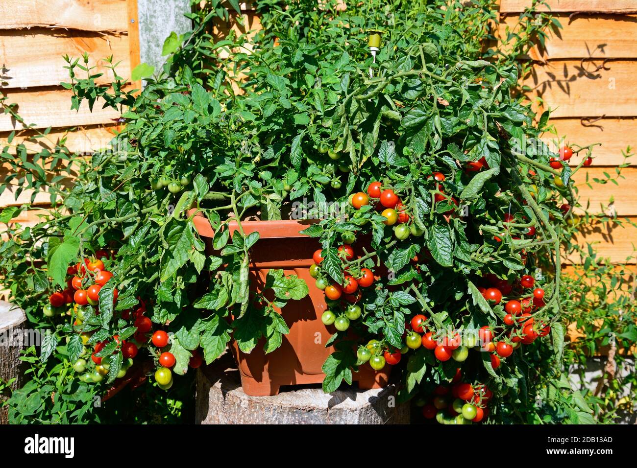 Tomates Losetto croissant dans une casserole, Royaume-Uni Banque D'Images