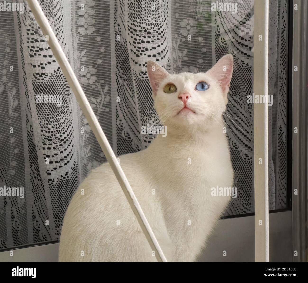 Un joli chat blanc avec l'hétérochromie assis sur un rebord de fenêtre et regardant vers le haut. Un œil est bleu et l'autre est jaune. Banque D'Images