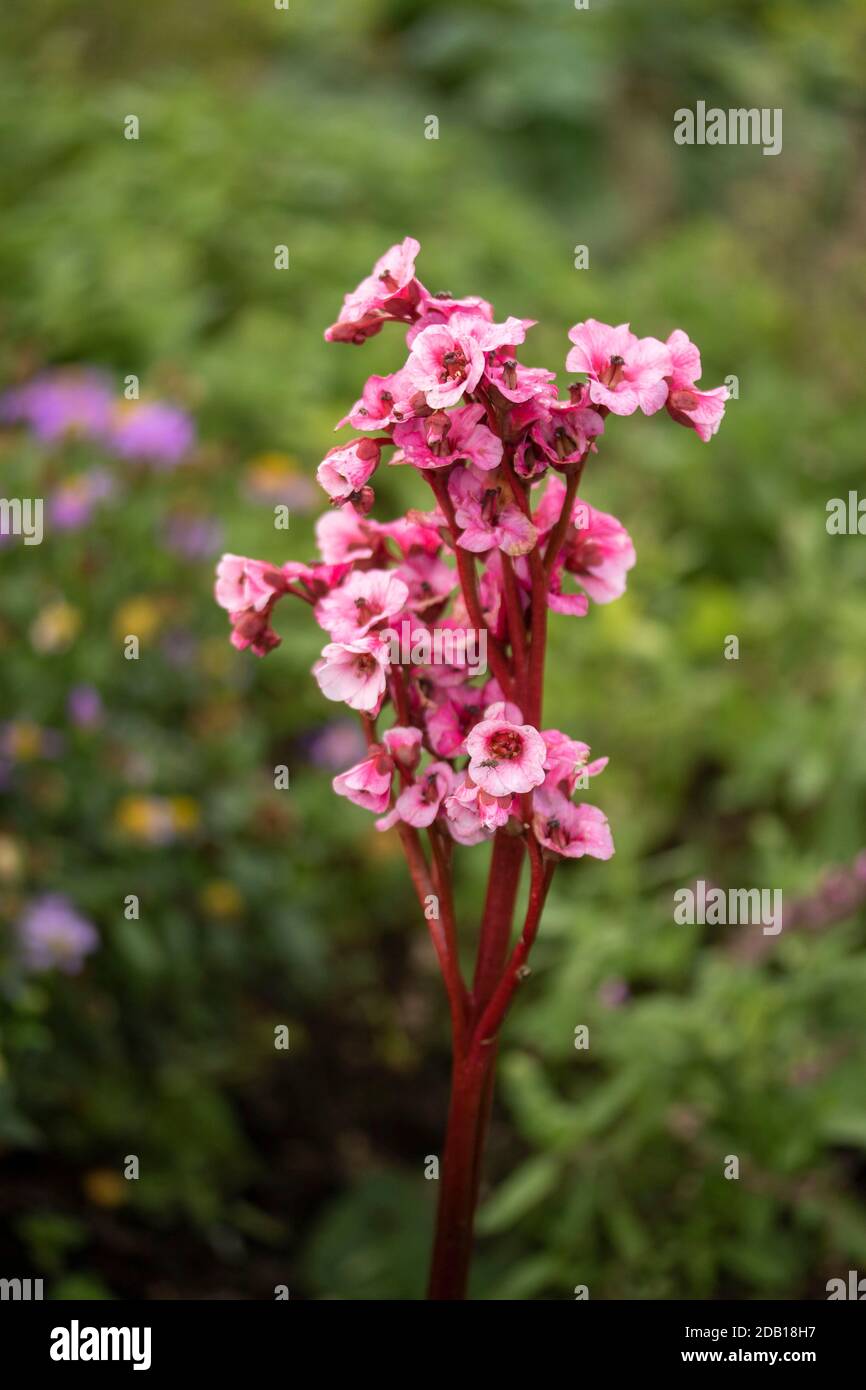 Le géant magique de Begonia Eden ferme la fleur de la plante du jardin naturel portrait Banque D'Images