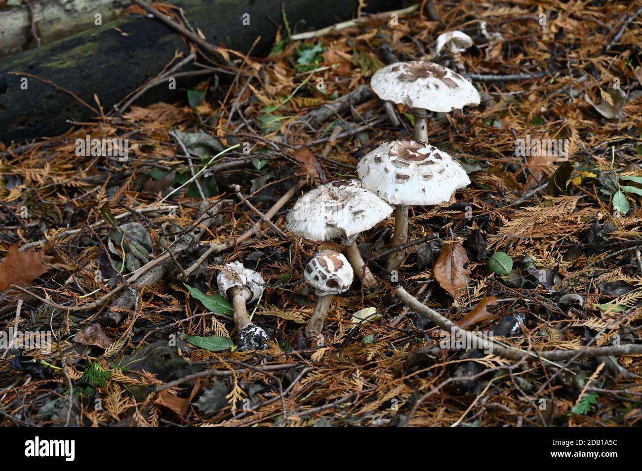 Champignons parasol (lepiota procera) poussant à l'ombre des pins dans les bois de Whichford, Warwickshire Banque D'Images