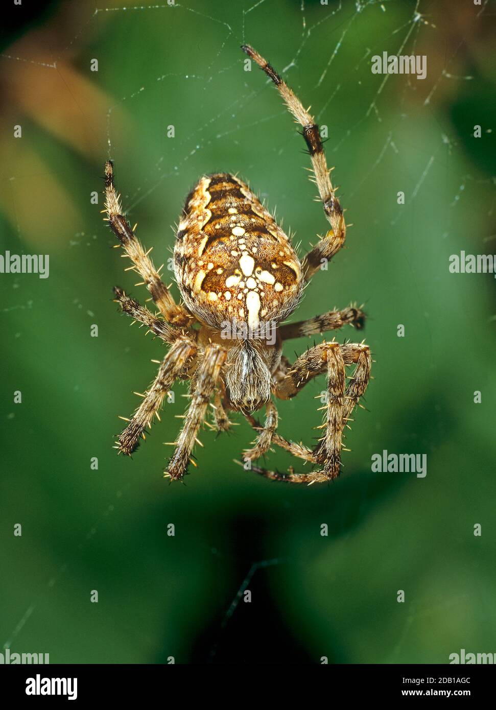 Araignée de jardin européenne, Cross Orbweaver, Cross Spider (Araneus diadematus) avec des marques blanches sur l'abdomen. Allemagne Banque D'Images