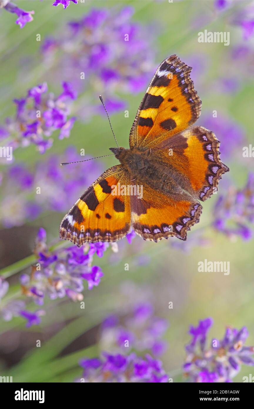 Petit Tortoiseshell (Aglais urticaire) sur la lavande à fleurs (Lavendula angustifolia). Allemagne Banque D'Images