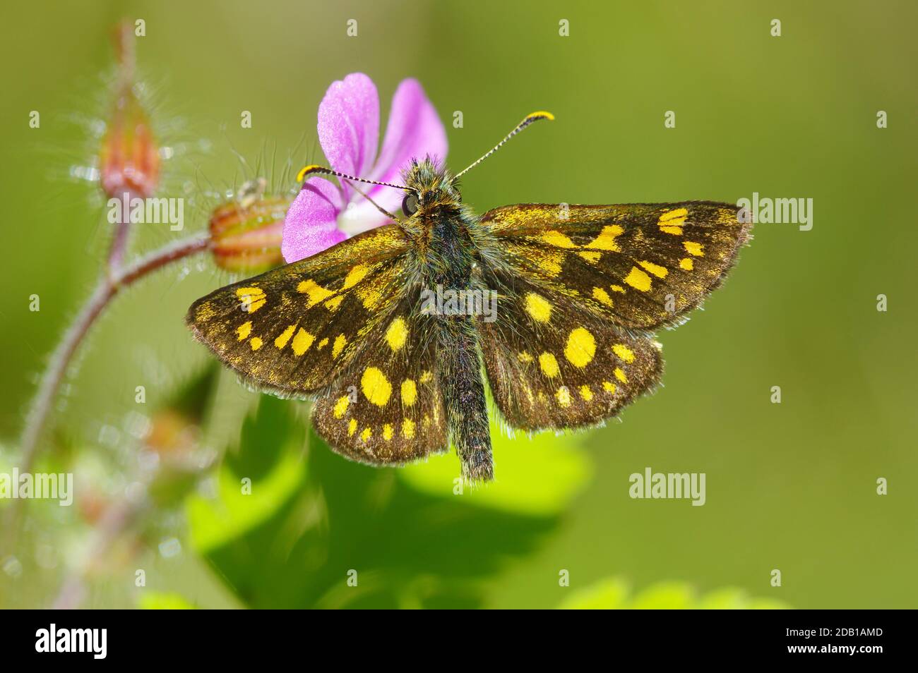 Hespérie à carreaux (Carterocephalus palaemon), papillon sur fleur de bec de canneberges en bois. Allemagne Banque D'Images