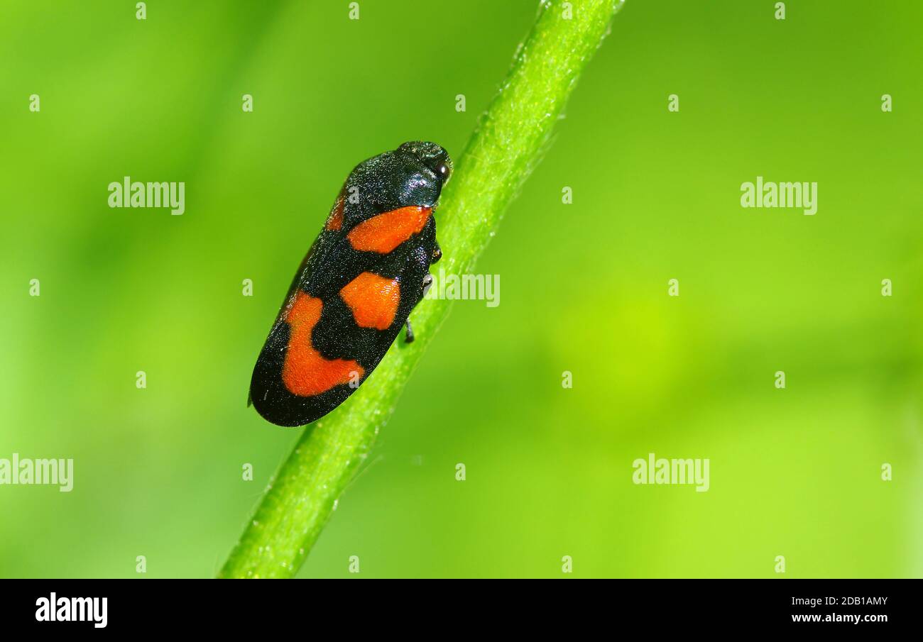 Froghopper rouge et noir (Cercovis vulnerata). Adulte reposant sur une lame d'herbe. Allemagne Banque D'Images