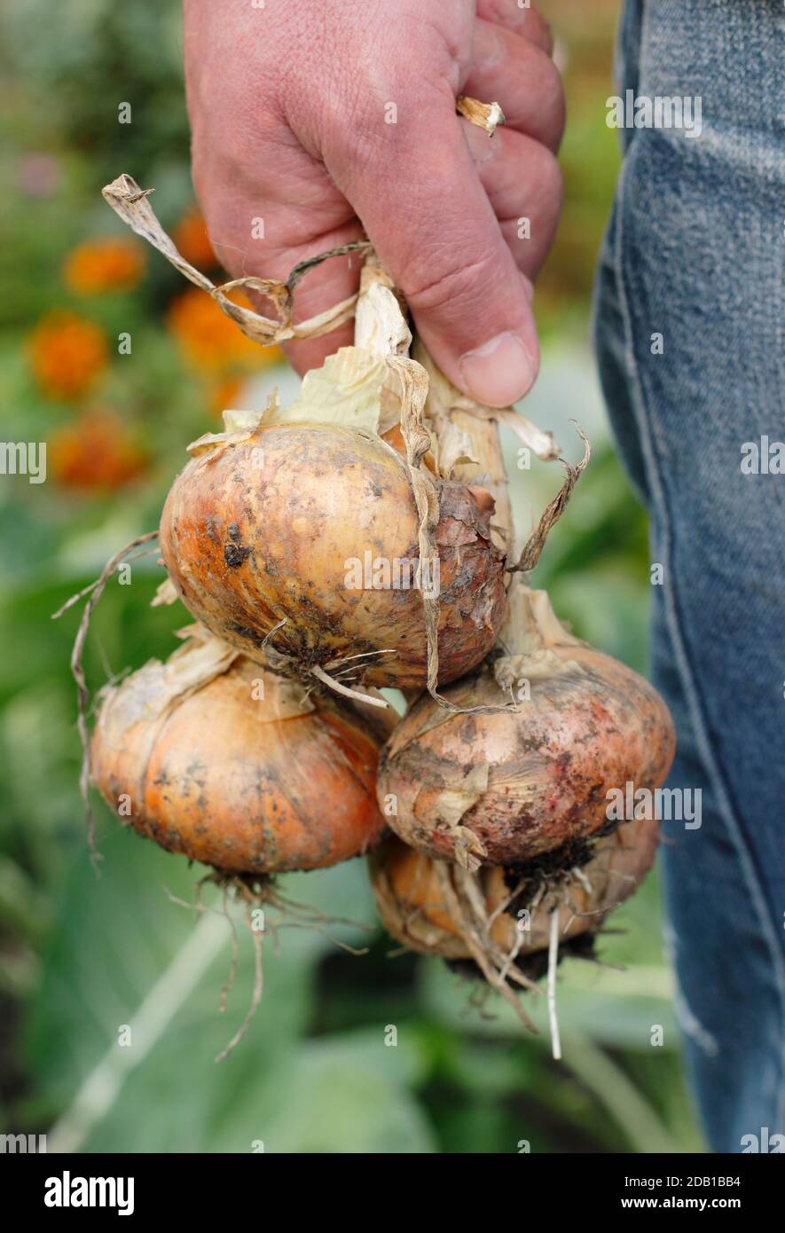 Allium. L'homme conserve les oignons fraîchement récoltés cultivés dans un jardin de cuisine de banlieue (photo). ROYAUME-UNI Banque D'Images