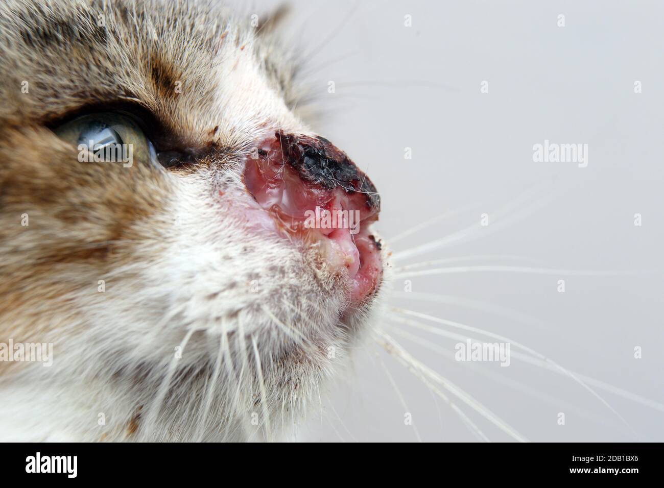 Carcinome Felin Nasal Photo Stock Alamy