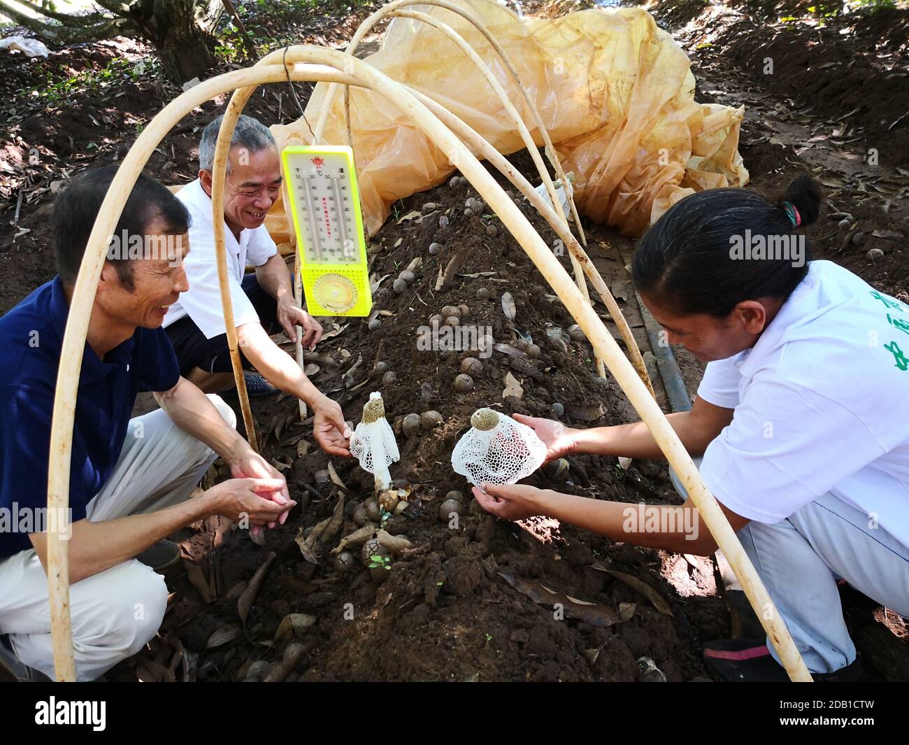 (201116) -- BEIJING, 16 novembre 2020 (Xinhua) -- des experts chinois et des travailleurs fidjiens vérifient les champignons à Nadi, Fidji, le 12 juin 2018. (Xinhua/Zhang Yongxing) Banque D'Images