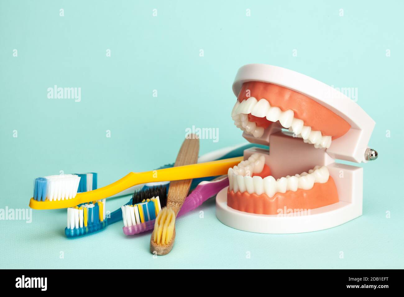 Modèle à mâchoire et brosses à dents. Le concept de la façon de brosser  correctement vos dents ou de choisir une brosse à dents Photo Stock - Alamy