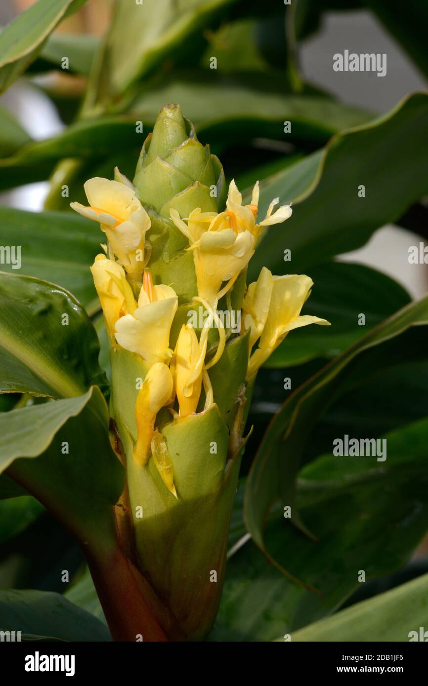 Fleur de la plante Hedchium forrestii Forest Ginger Banque D'Images