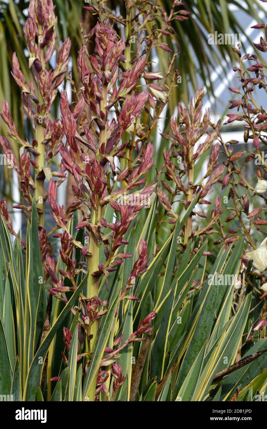 Pointe de fleur de la Yucca gloriosa Variegata Dagger espagnol ornemental Plante à feuilles larges jardin botanique national du pays de Galles Carmarthenshire Royaume-Uni Banque D'Images