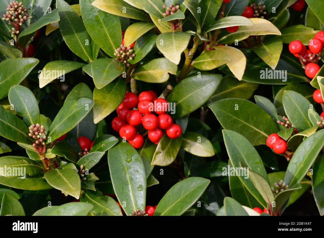 Skimmia japonica reevisiana avec baies rouges poussant dans un jardin Skimmia japonais Banque D'Images