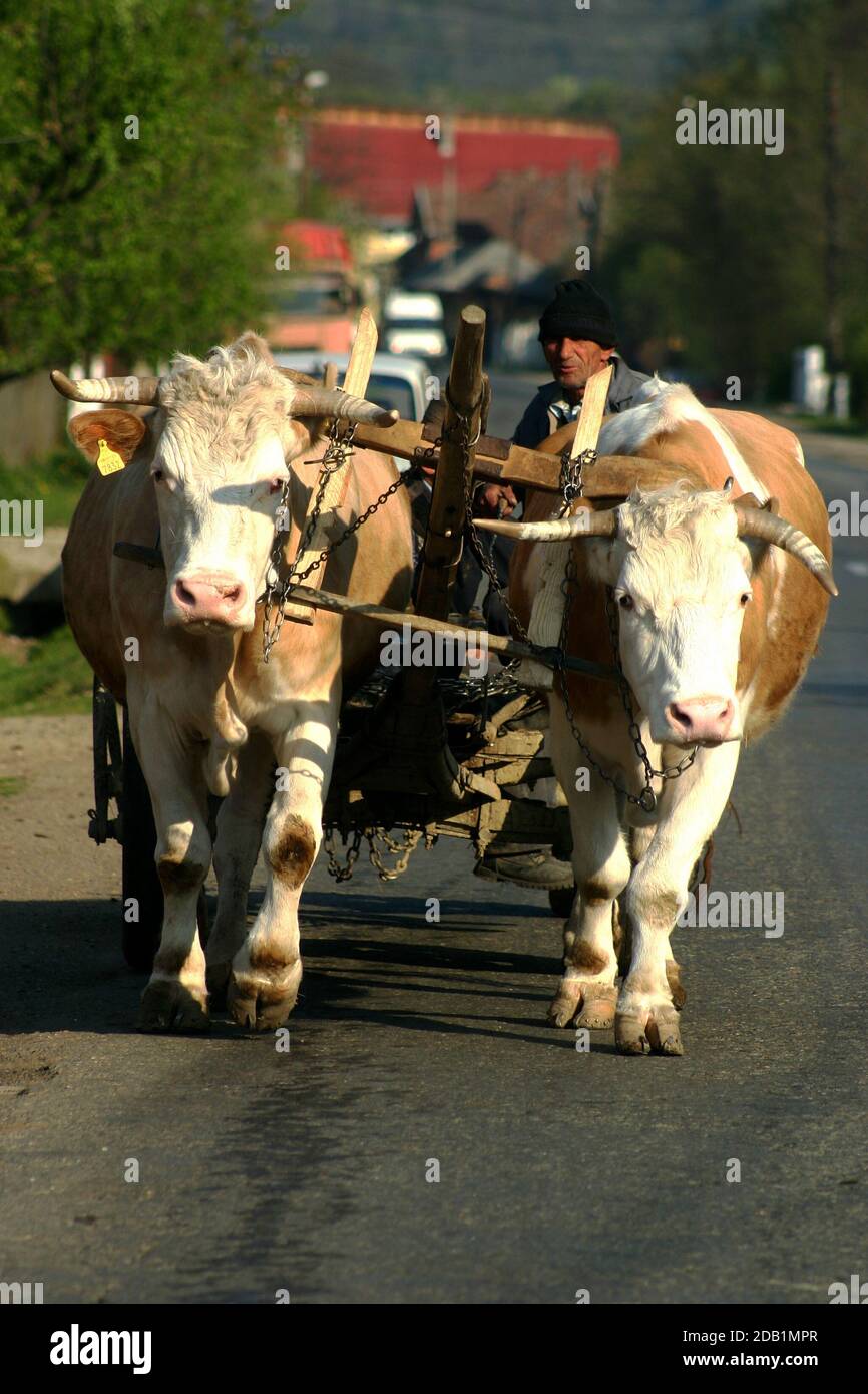 Chariot tiré par des vaches domestiques dans une rue à Maramures, Roumanie Banque D'Images