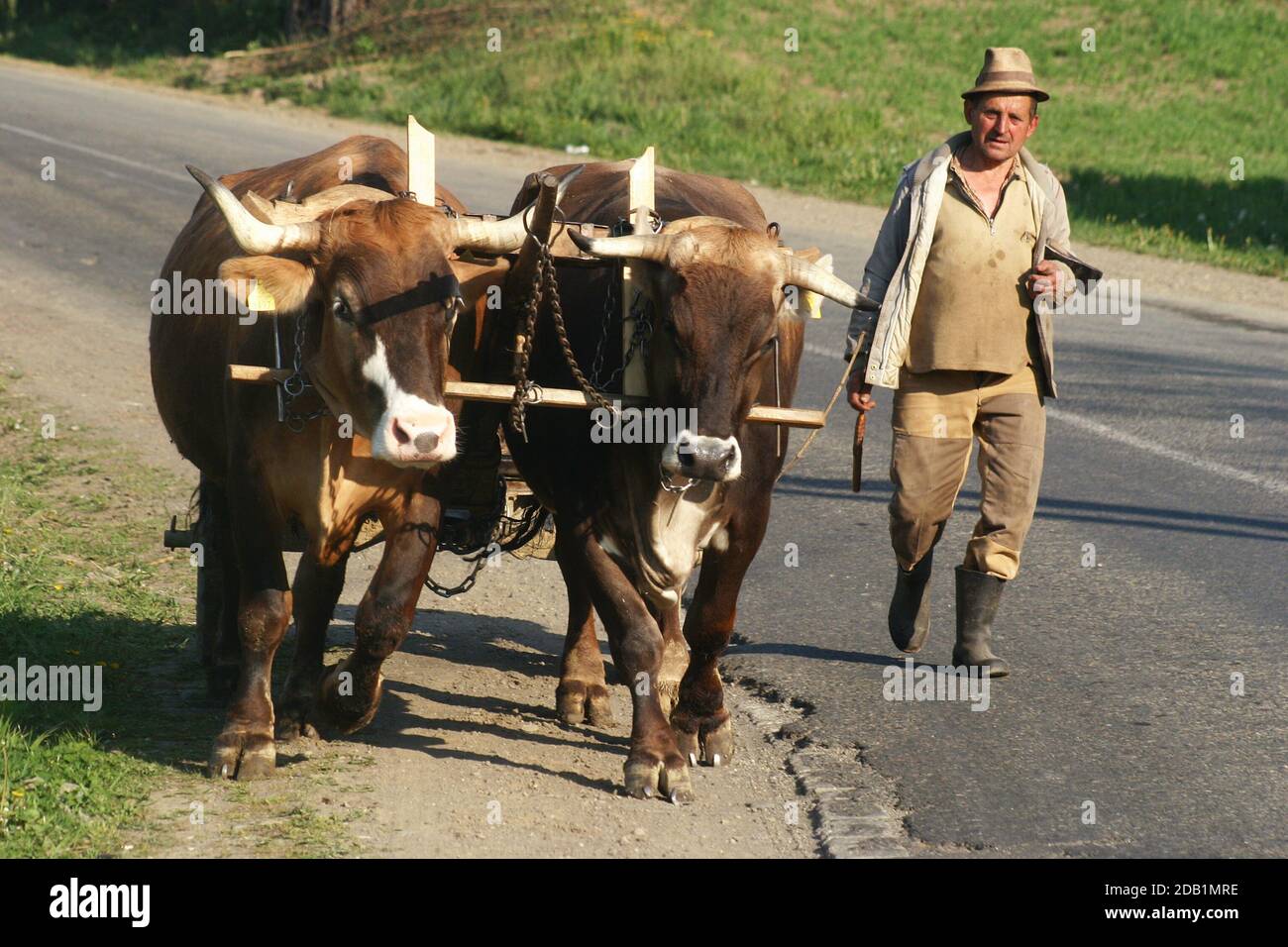 Chariot tiré par des vaches domestiques dans une rue à Maramures, Roumanie Banque D'Images