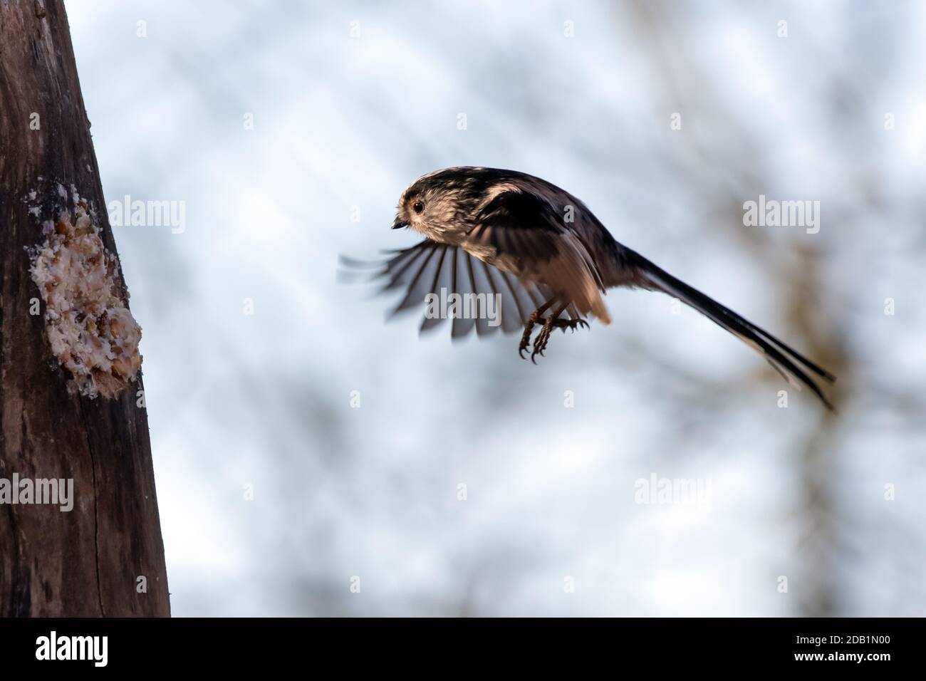 Tit à longue queue, Aegithalos caudatus, en vol Banque D'Images