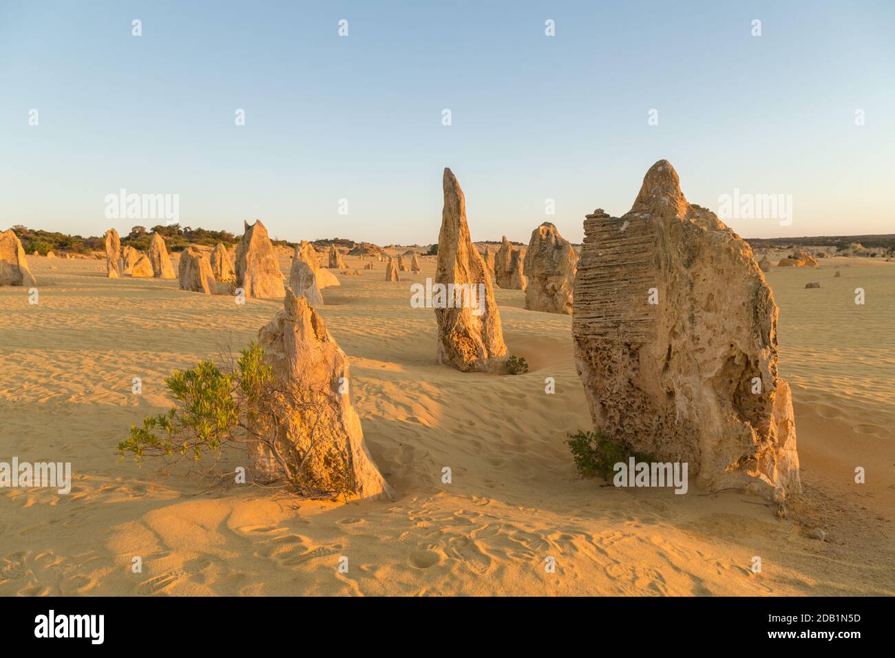 Les Pinnacles, piliers de calcaire dans le parc national de Nambung, près de Cervantes en Australie occidentale, quelques-uns jusqu'à 3.5 mètres de haut dans le sable jaune Banque D'Images