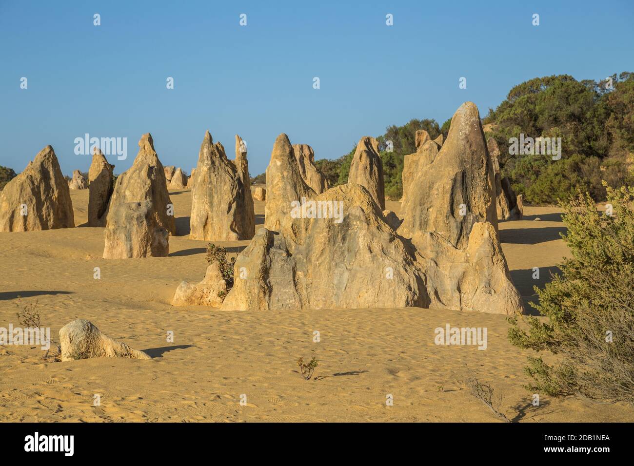 Les Pinnacles, piliers de calcaire dans le parc national de Nambung, près de Cervantes en Australie occidentale, quelques-uns jusqu'à 3.5 mètres de haut dans le sable jaune Banque D'Images