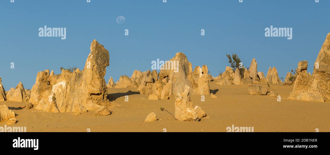 Les Pinnacles, piliers de calcaire dans le parc national de Nambung, près de Cervantes en Australie occidentale, quelques-uns jusqu'à 3.5 mètres de haut dans le sable jaune Banque D'Images